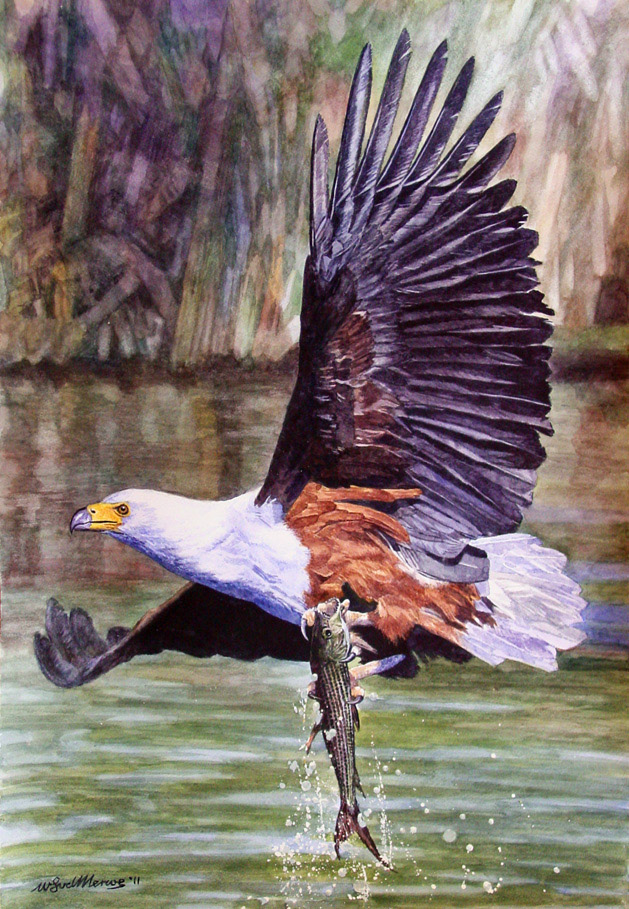 African Fish Eagle