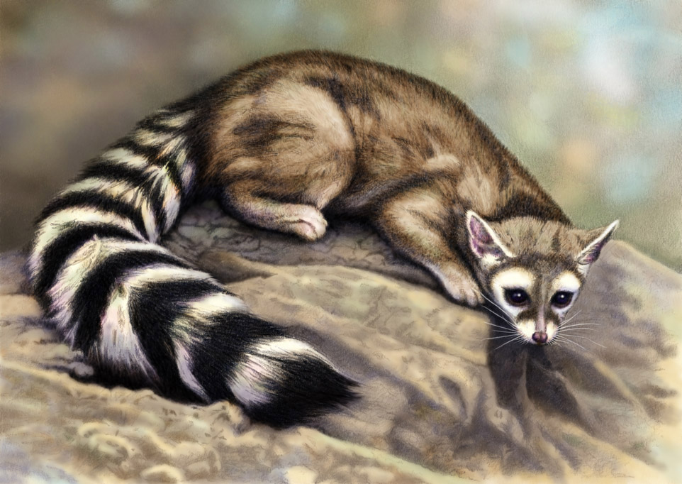 Ring Tailed Cat 2