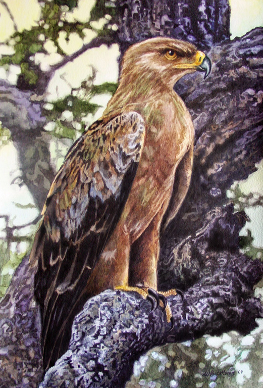 Tawny Eagle