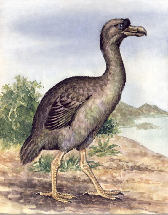 Rodrigues Solitaire by WillemSvdMerwe on DeviantArt