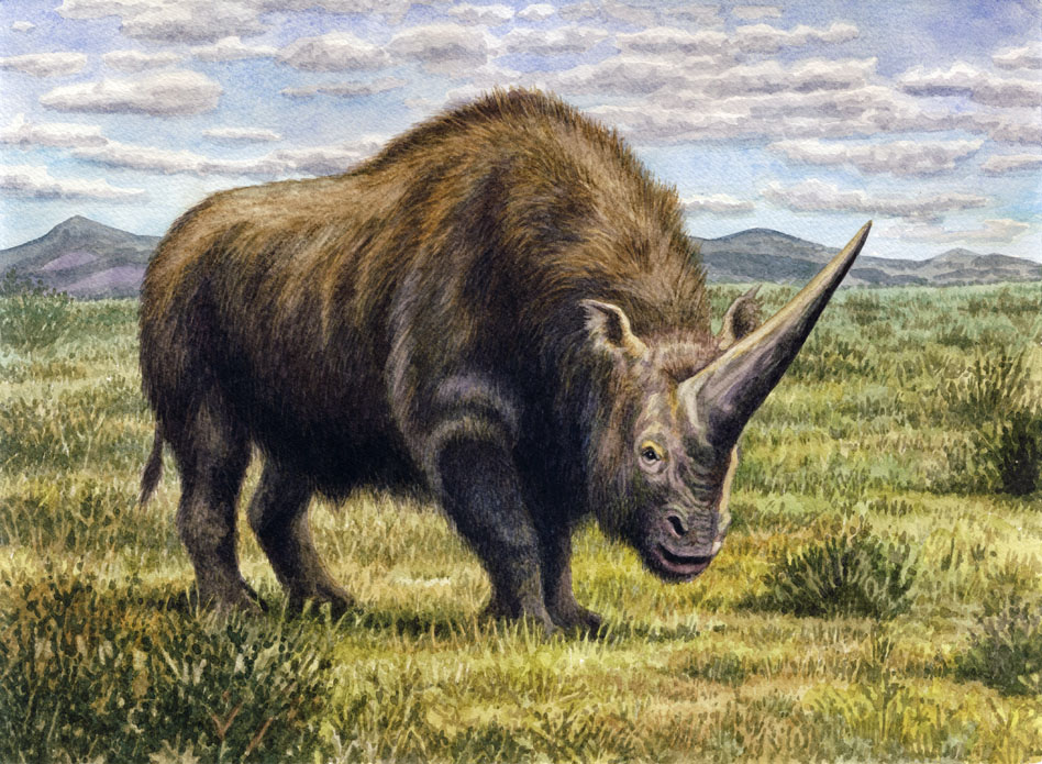 Elasmotherium caucasicum