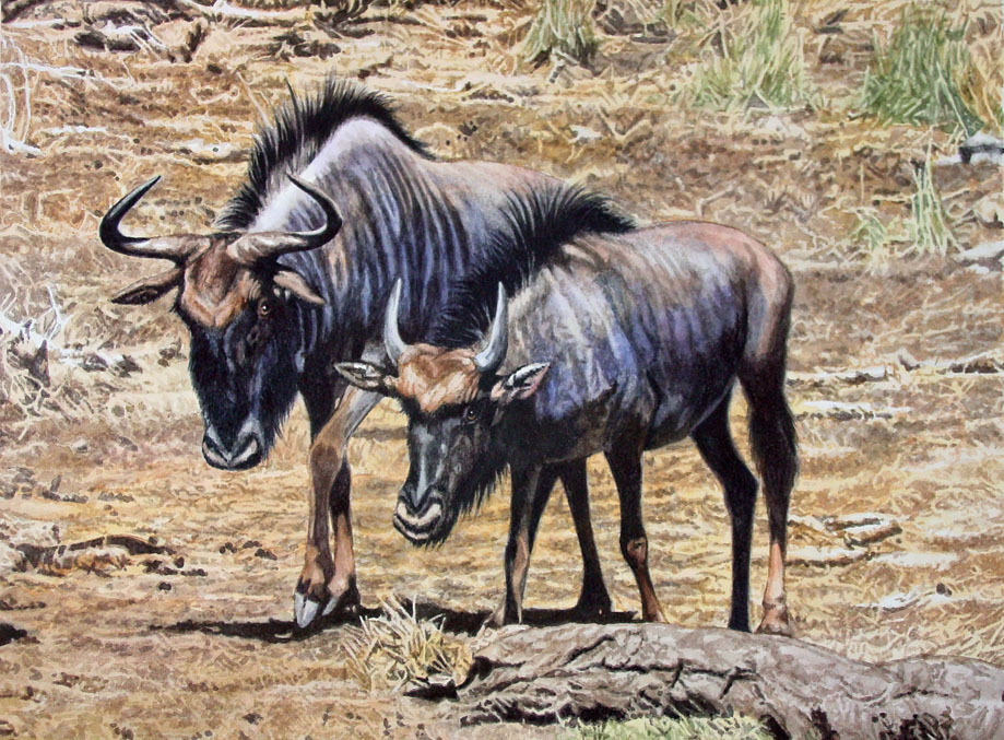 Blue Wildebeests 2