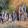 Meerkats 2