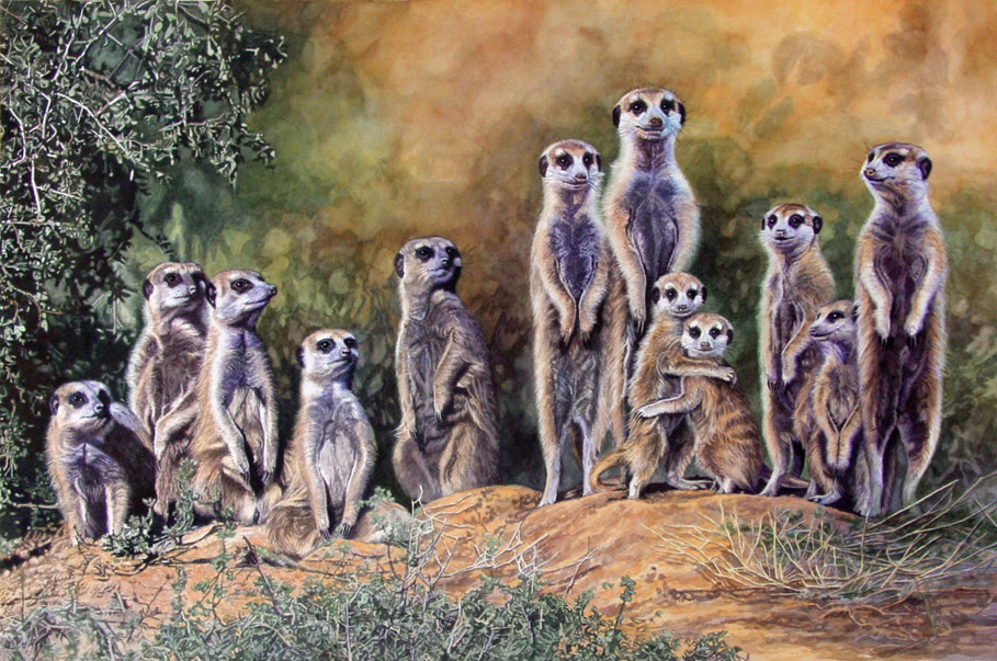 Meerkats 2