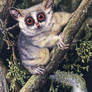 South African Bushbaby