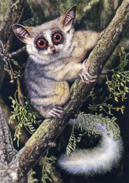 South African Bushbaby