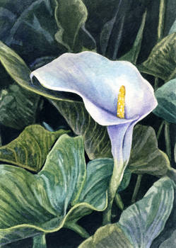 White Arum Lily