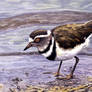 Threebanded Plover