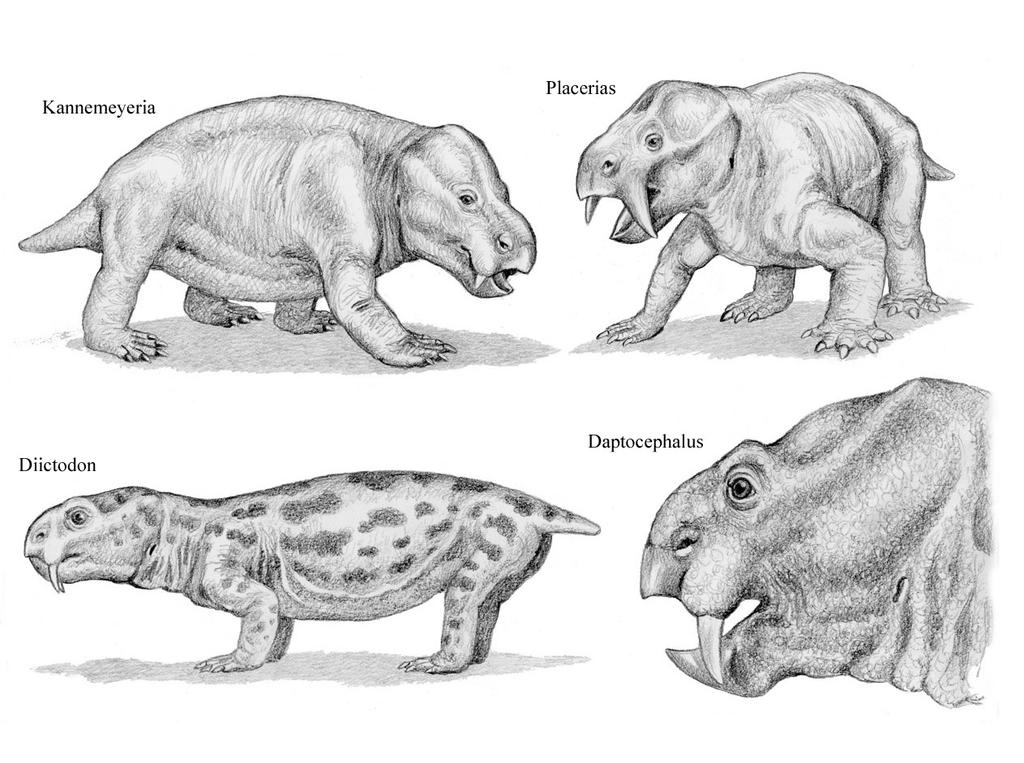 Dicynodonts 3