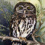 Pearlspotted Owlet