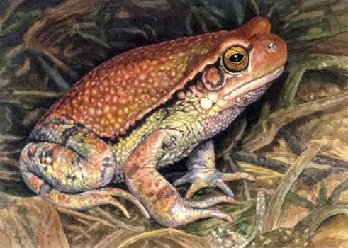 African Red Toad