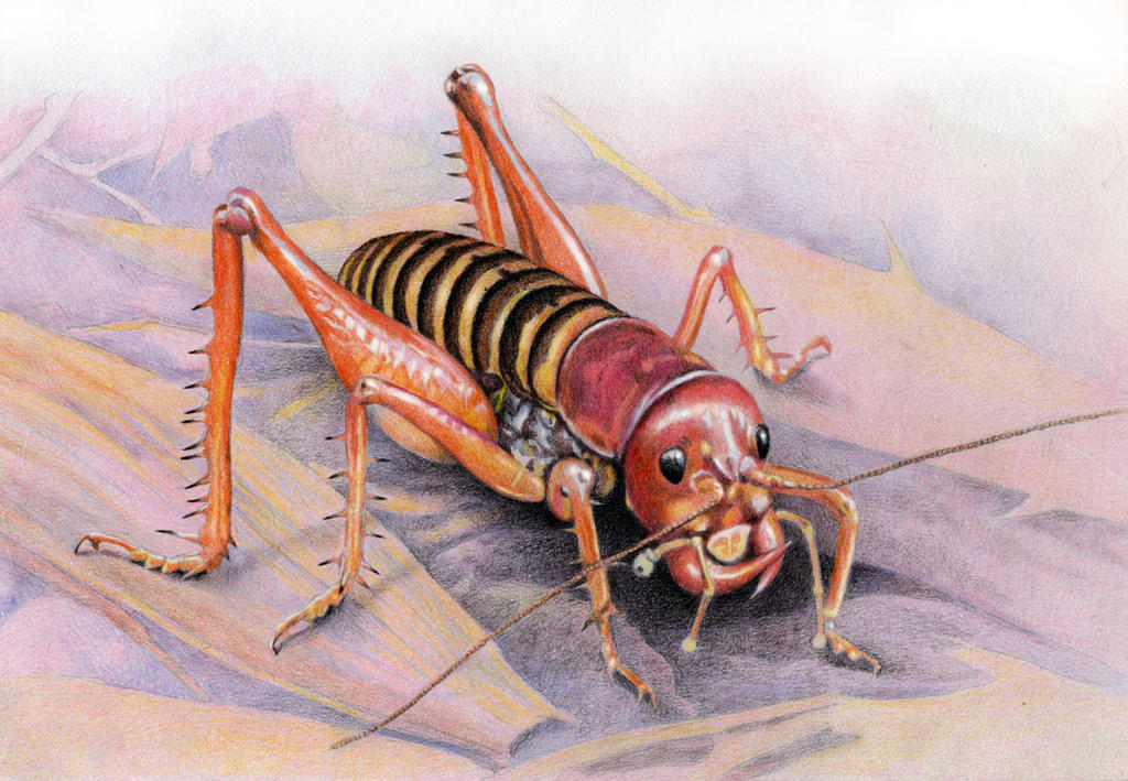 Parktown Prawn By WillemSvdMerwe On DeviantArt parktown-prawn-by-willemsvdmerwe-on-deviantart