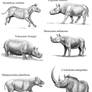 Extinct Rhinos 1