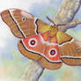Mopane Moth