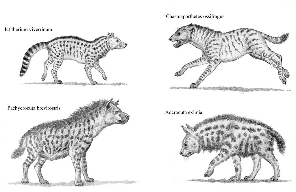 Prehistoric Hyenas