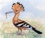 African Hoopoe by WillemSvdMerwe