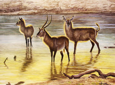 Waterbuck Dawn