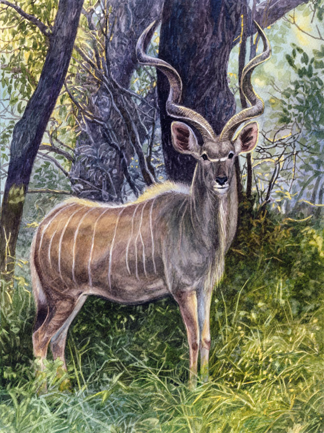 Greater Kudu Bull