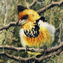 Crested Barbet