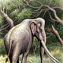 Palaeoloxodon (=Elephas) recki in colour