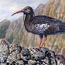 Wattled Ibis