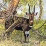 Bushbuck Ram