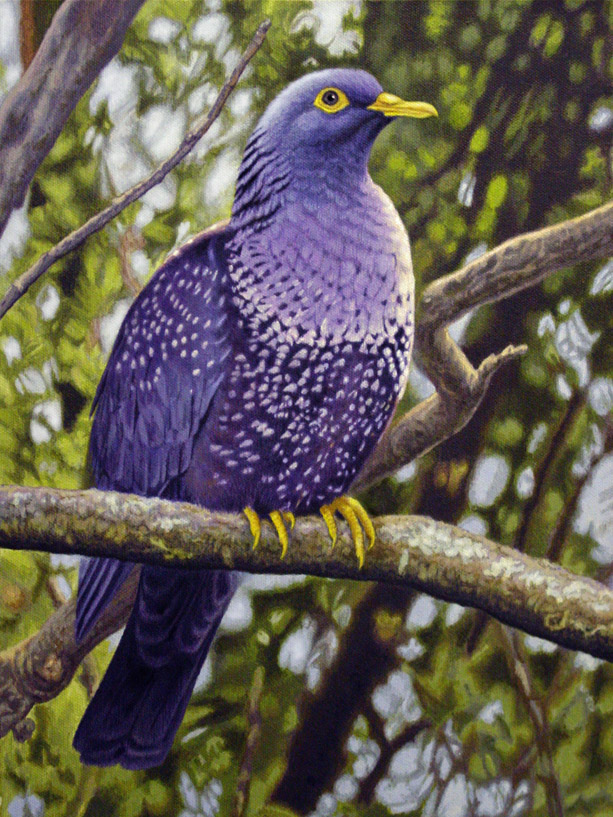 Rameron Pigeon by WillemSvdMerwe on DeviantArt