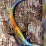 Southern Tree Agama