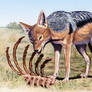 Black Backed Jackal