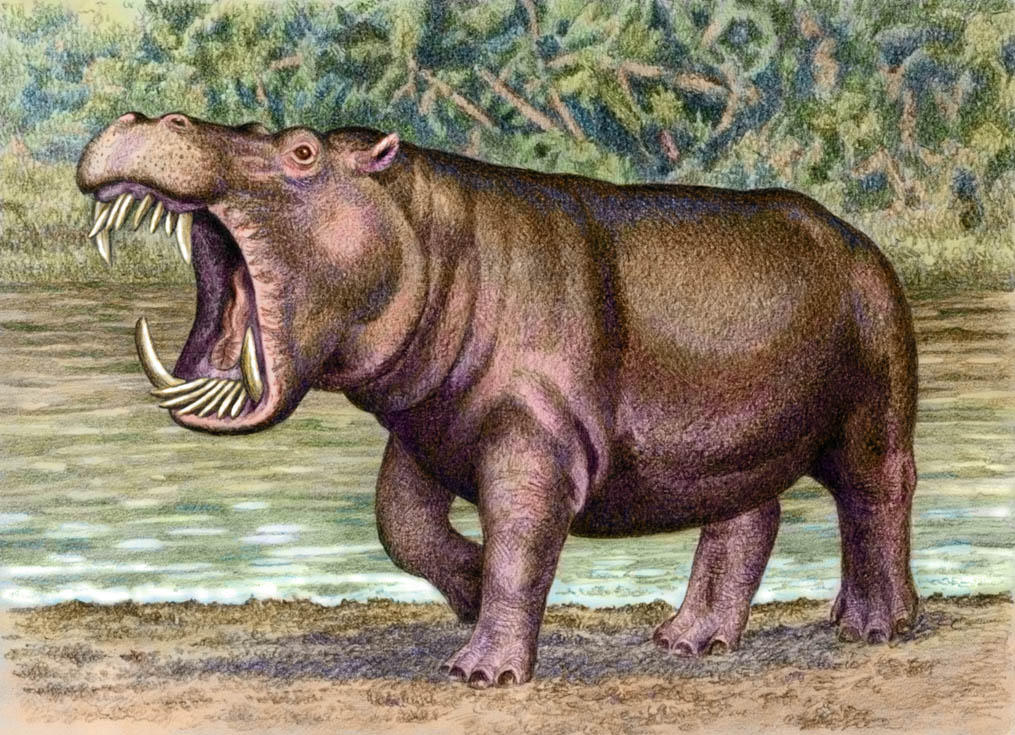 Название древнего животного. Hexaprotodon sivalensis. Гиппопотам антропоген. Шерстистый Бегемот вымерший. Гексапродон вымершие животное.