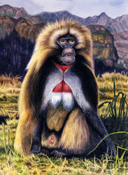 Male Gelada