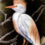 Cattle Egret