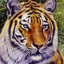 Tigress