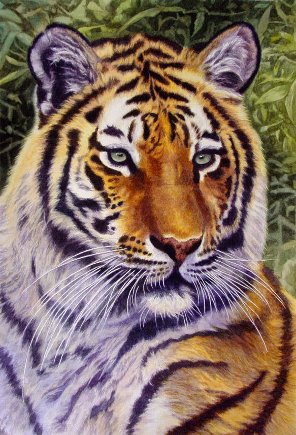 Tigress by WillemSvdMerwe