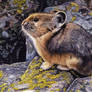 American Pika