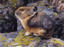 American Pika