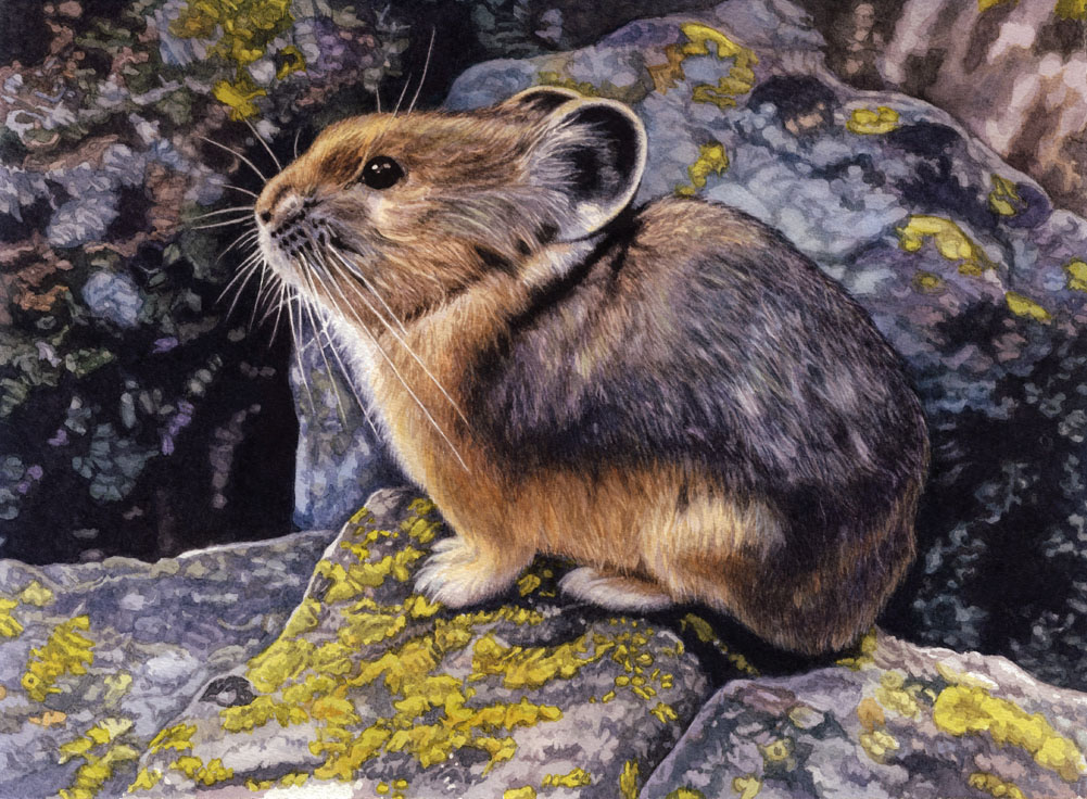 American Pika by WillemSvdMerwe on DeviantArt