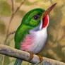 Cuban Tody