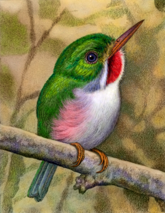 Cuban Tody