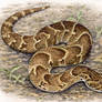 Puff Adder