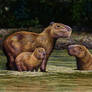 Capybaras