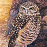 Burrowing Owl