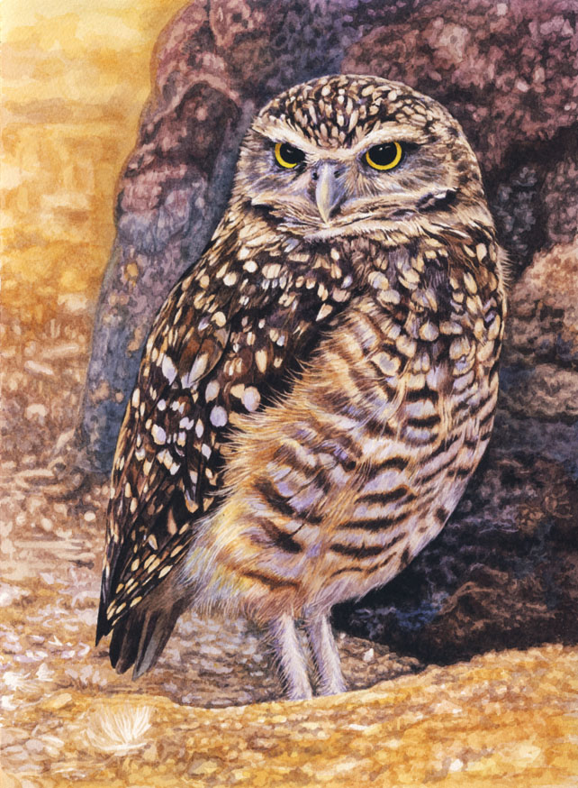 Burrowing Owl