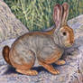 Red Rock Rabbit