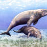 Dugongs
