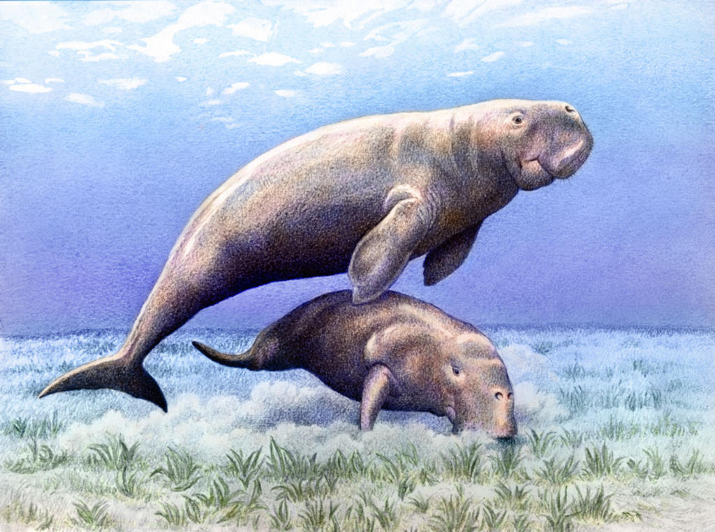 Dugongs by WillemSvdMerwe