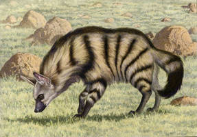 Aardwolf