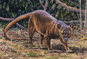 Fossa