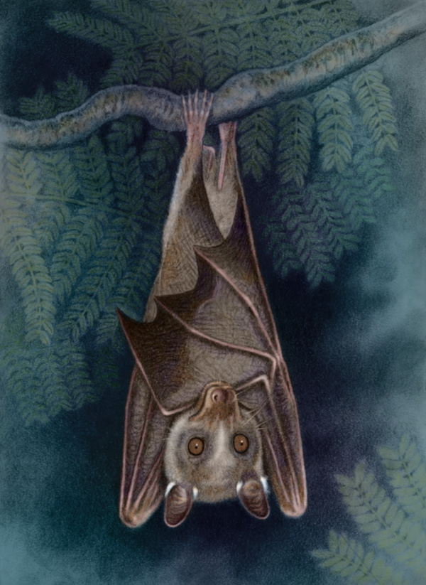 Wahlberg's Epauletted Fruit Bat