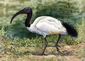 Sacred Ibis